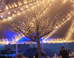 Led light up cherry blossom tree